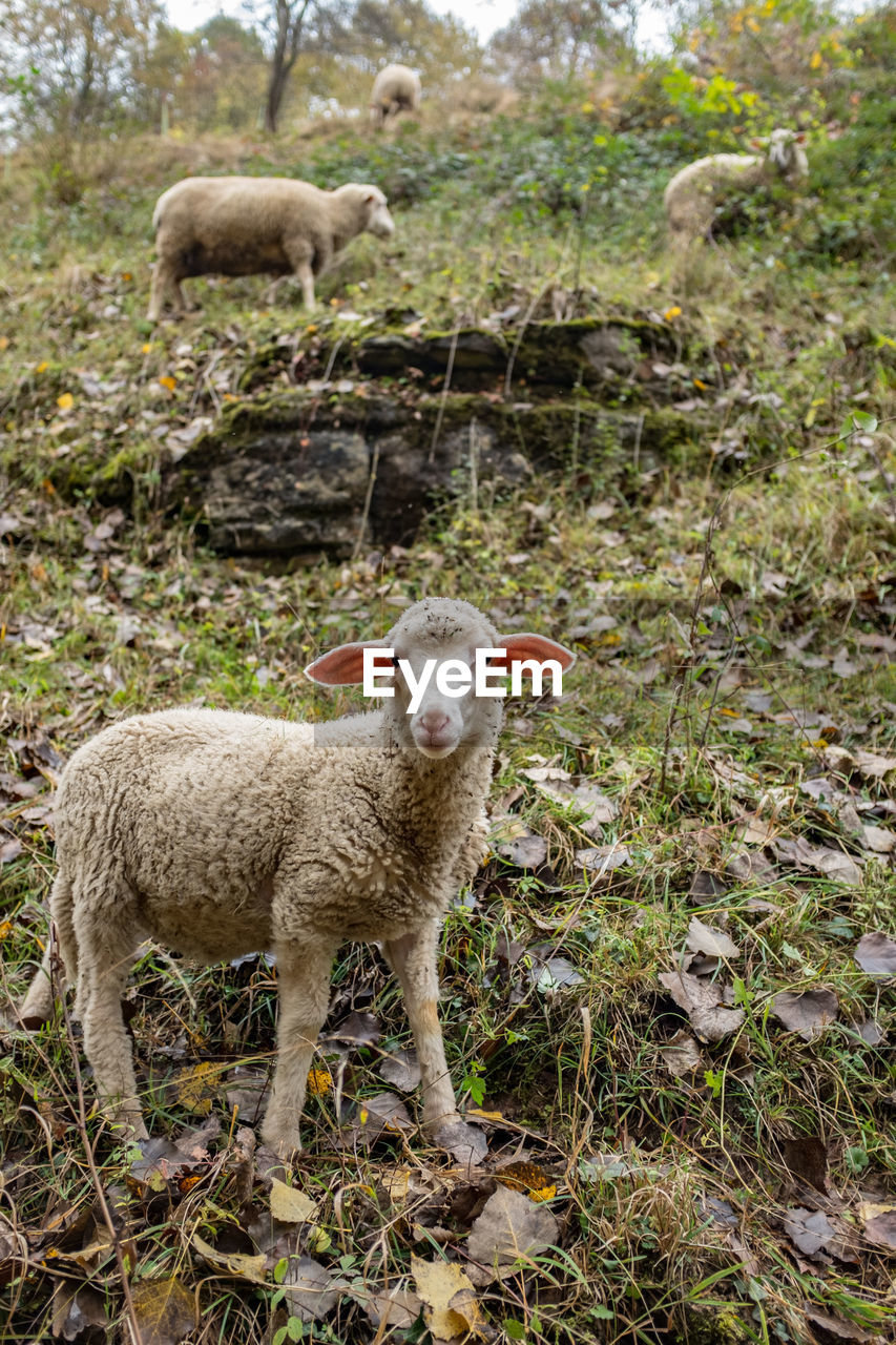 SHEEP STANDING IN FIELD