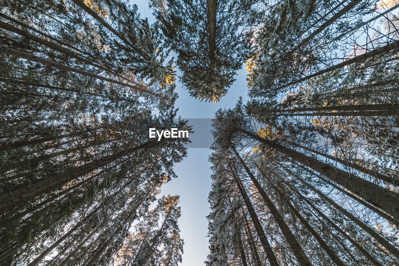 Low angle view of trees in forest against sky