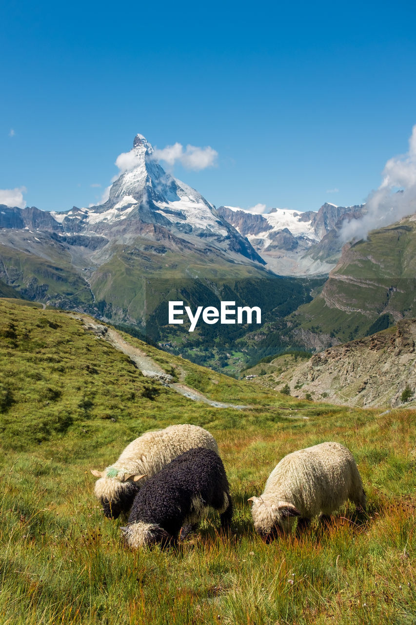 Blacknose sheep in the alps, with the famous matterhorn in the background. zermatt, switzerland