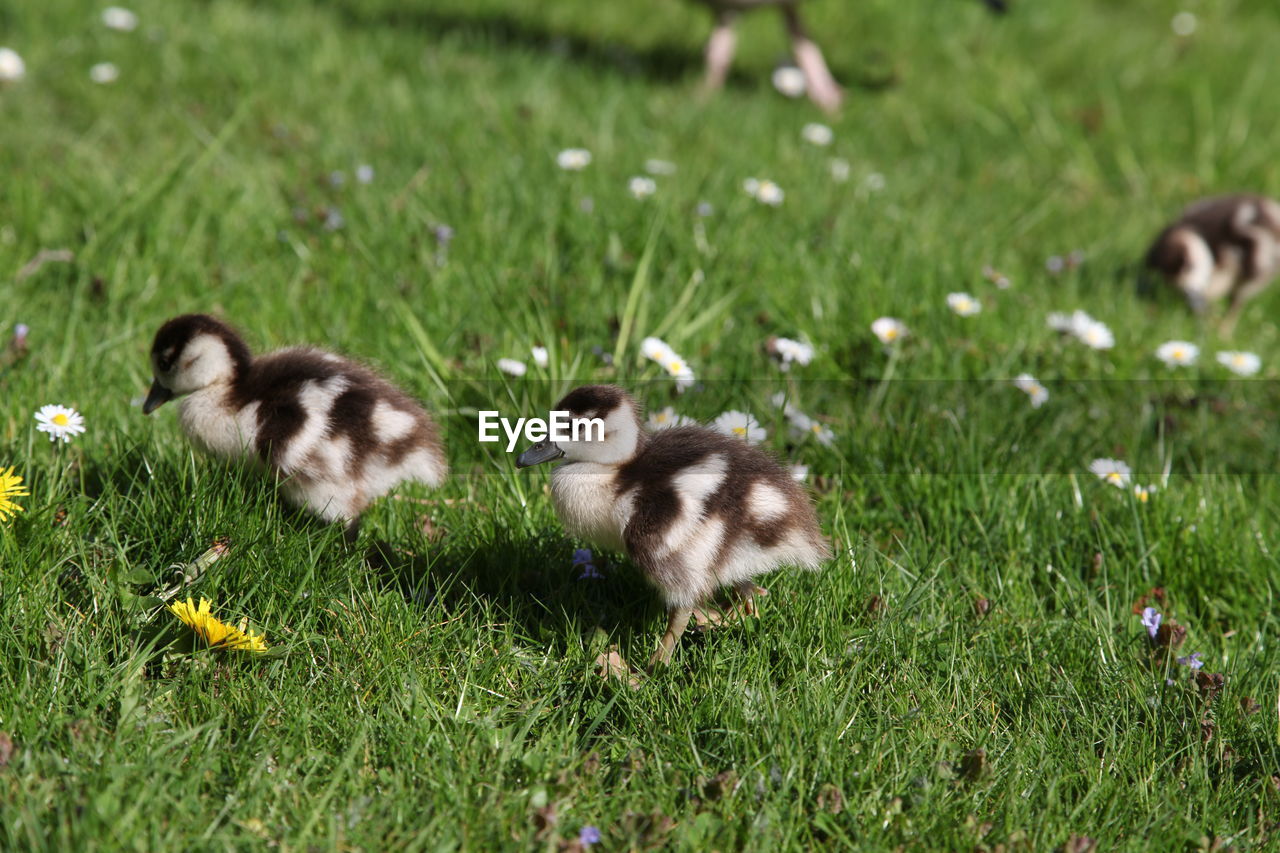 Young birds on grassy field