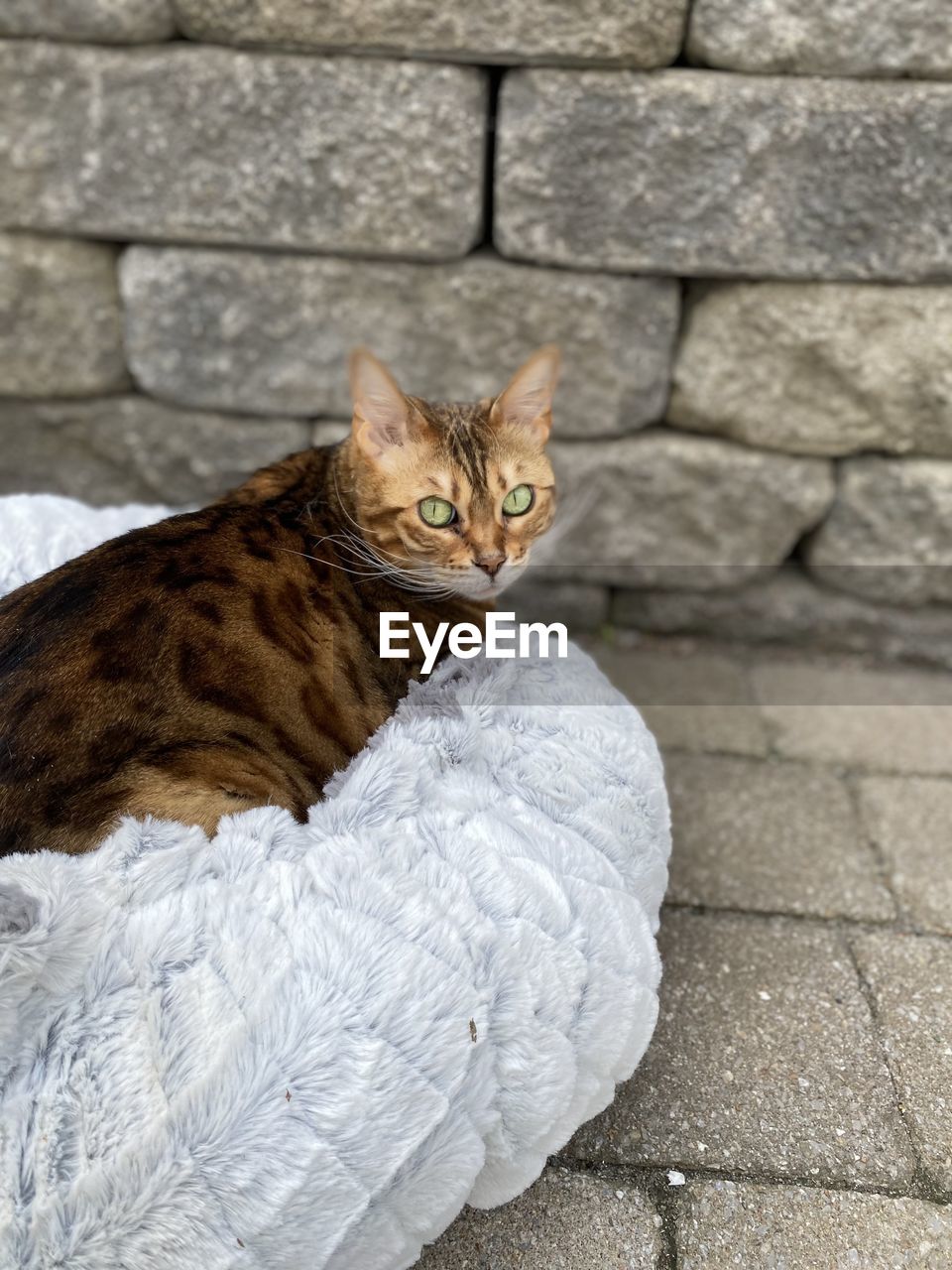 CAT SITTING ON STONE WALL