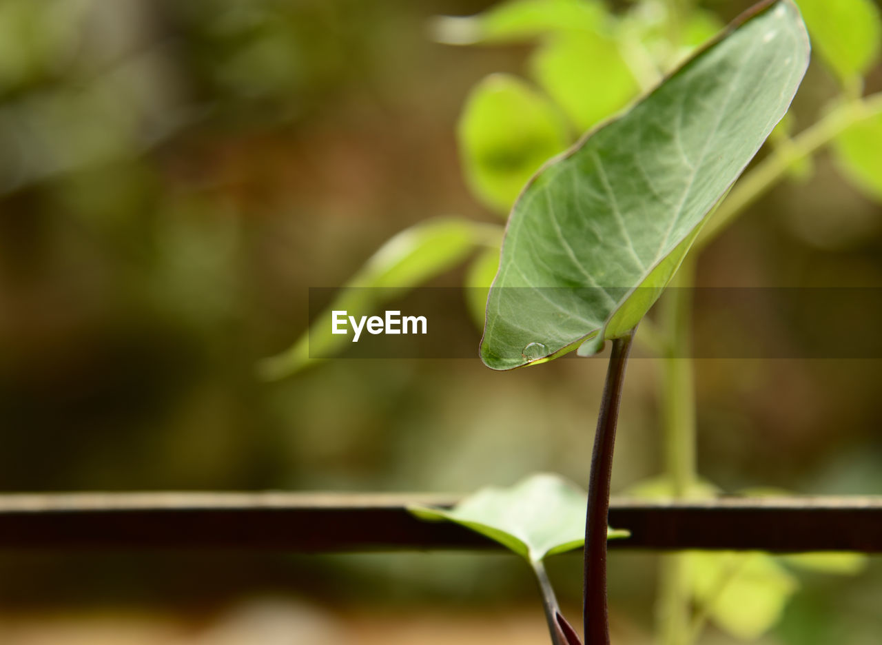 Close-up of fresh green leaves