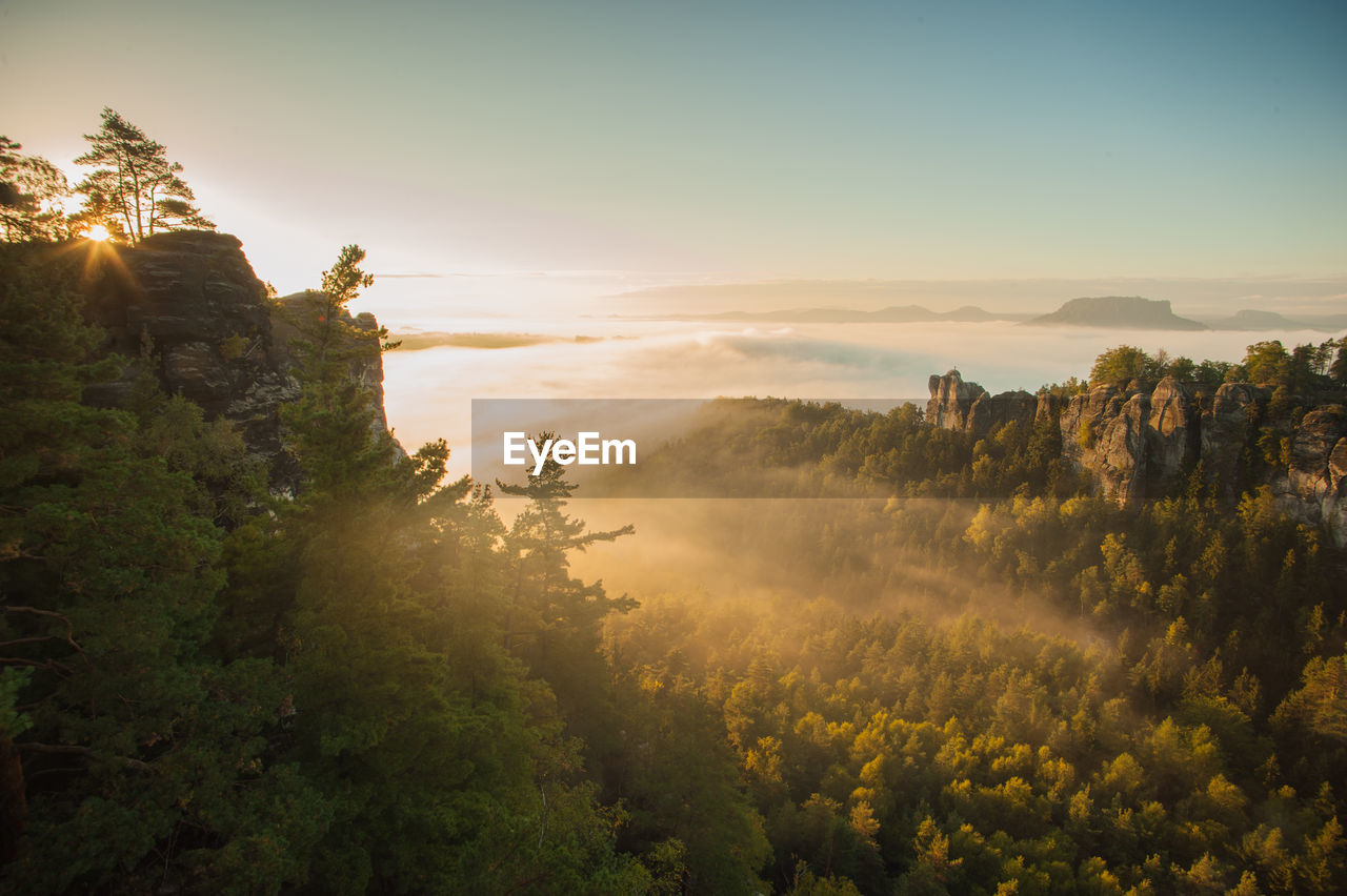 Scenic view of trees against sky during sunset