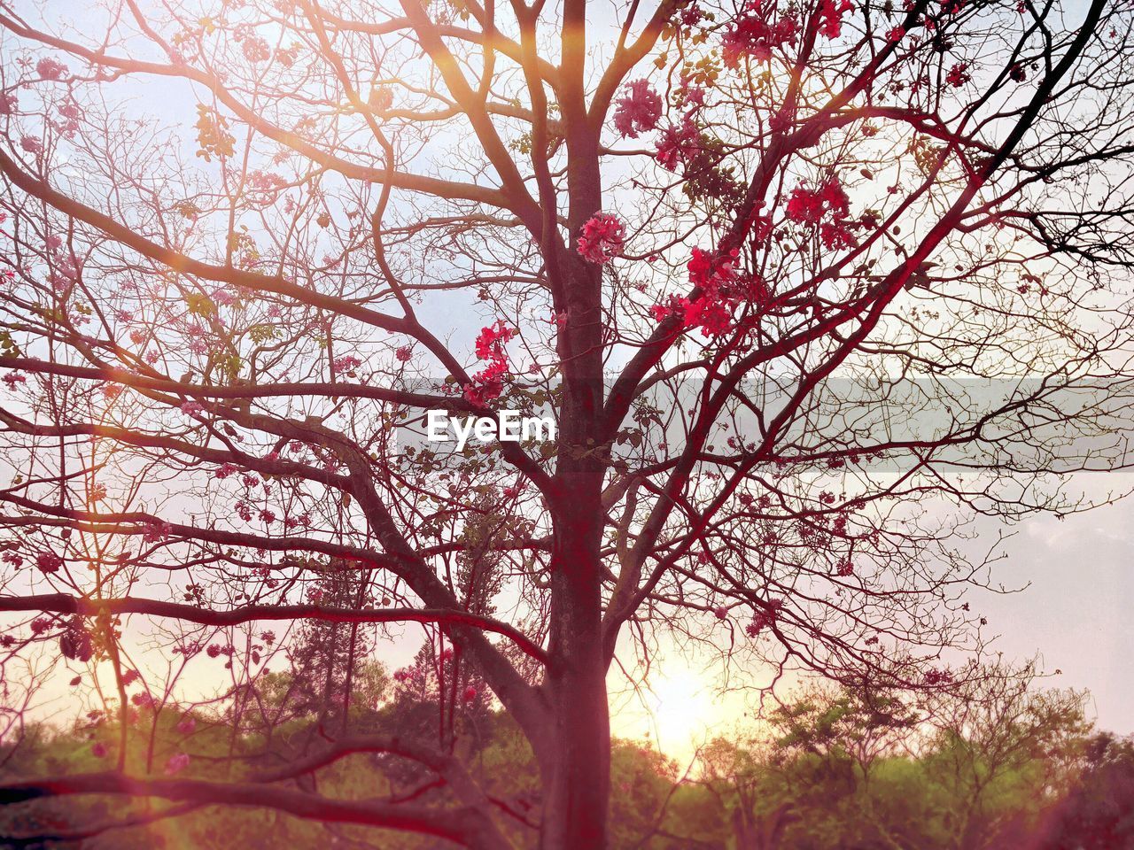 Low angle view of flower trees against sky