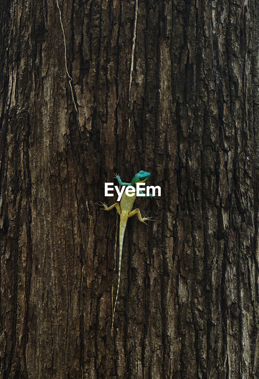 green, tree, tree trunk, trunk, plant, leaf, nature, day, no people, branch, textured, outdoors, forest, soil, land, growth, wood, yellow, bird