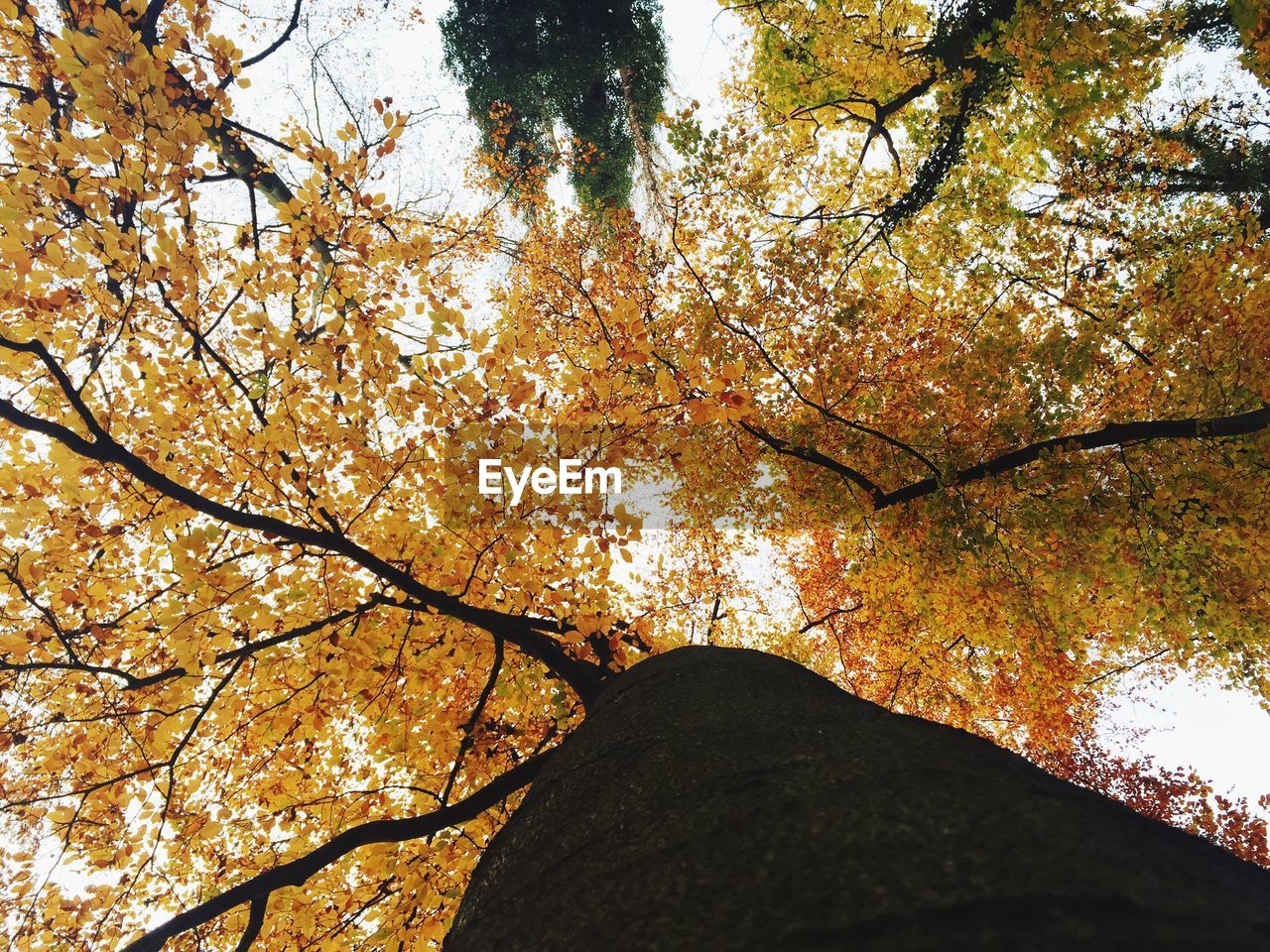 LOW ANGLE VIEW OF TREES IN AUTUMN