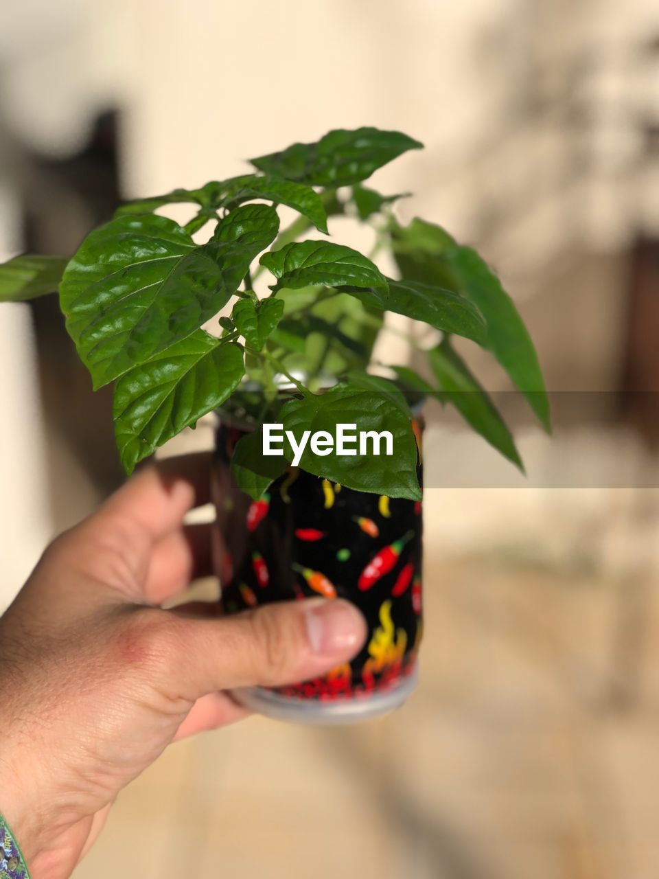 Close-up of hand holding leaf