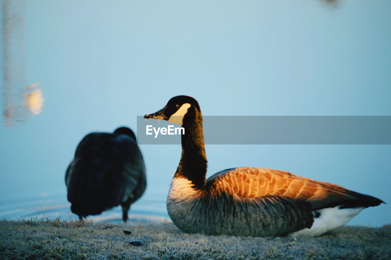 BIRDS IN A LAKE