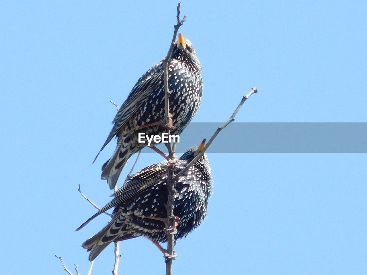 Low angle view of bird perching on the sky