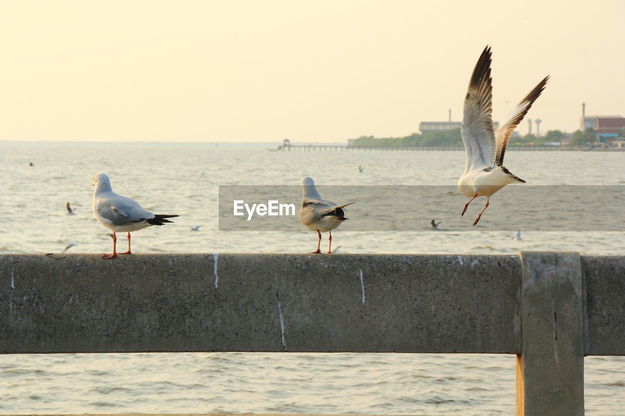 Seagull on retaining wall against sea