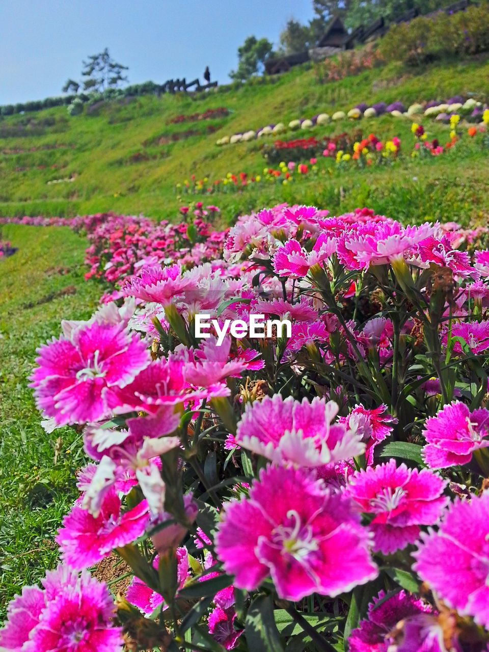 PINK FLOWERS BLOOMING IN FIELD