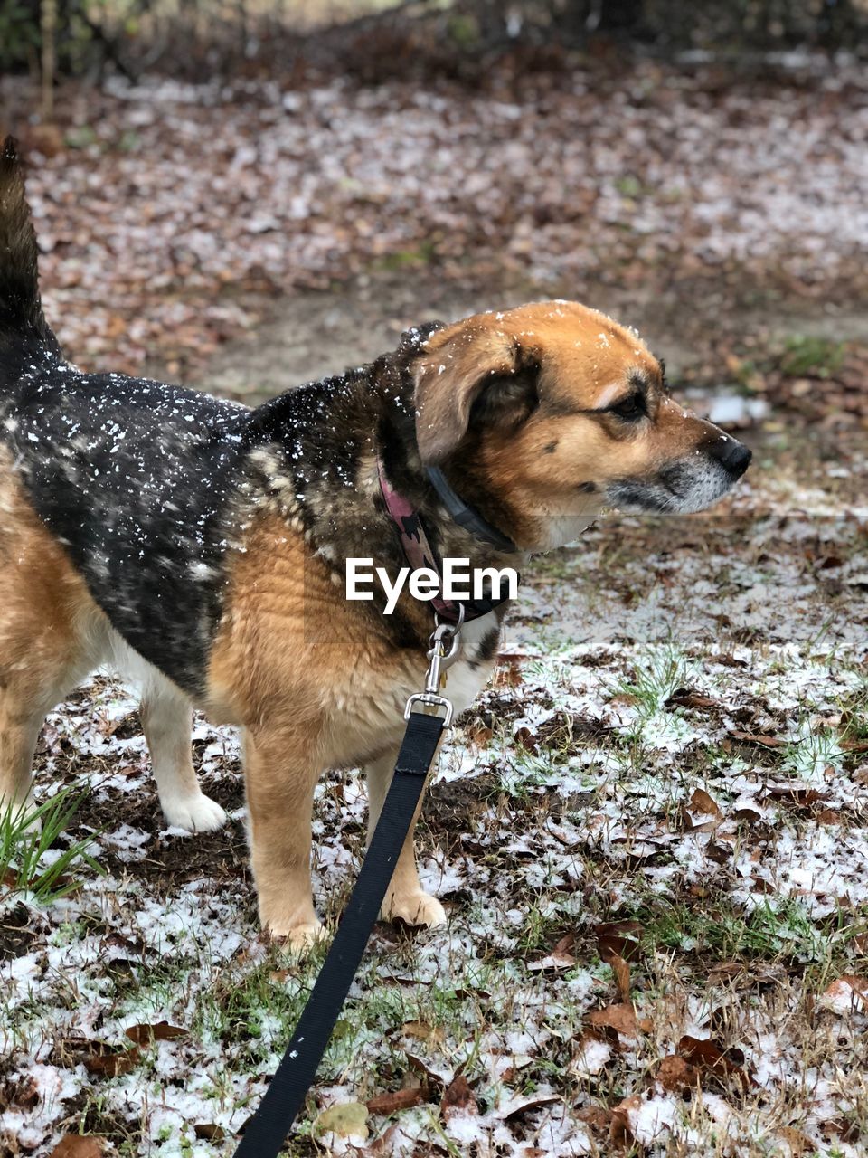 Dog looking away on field