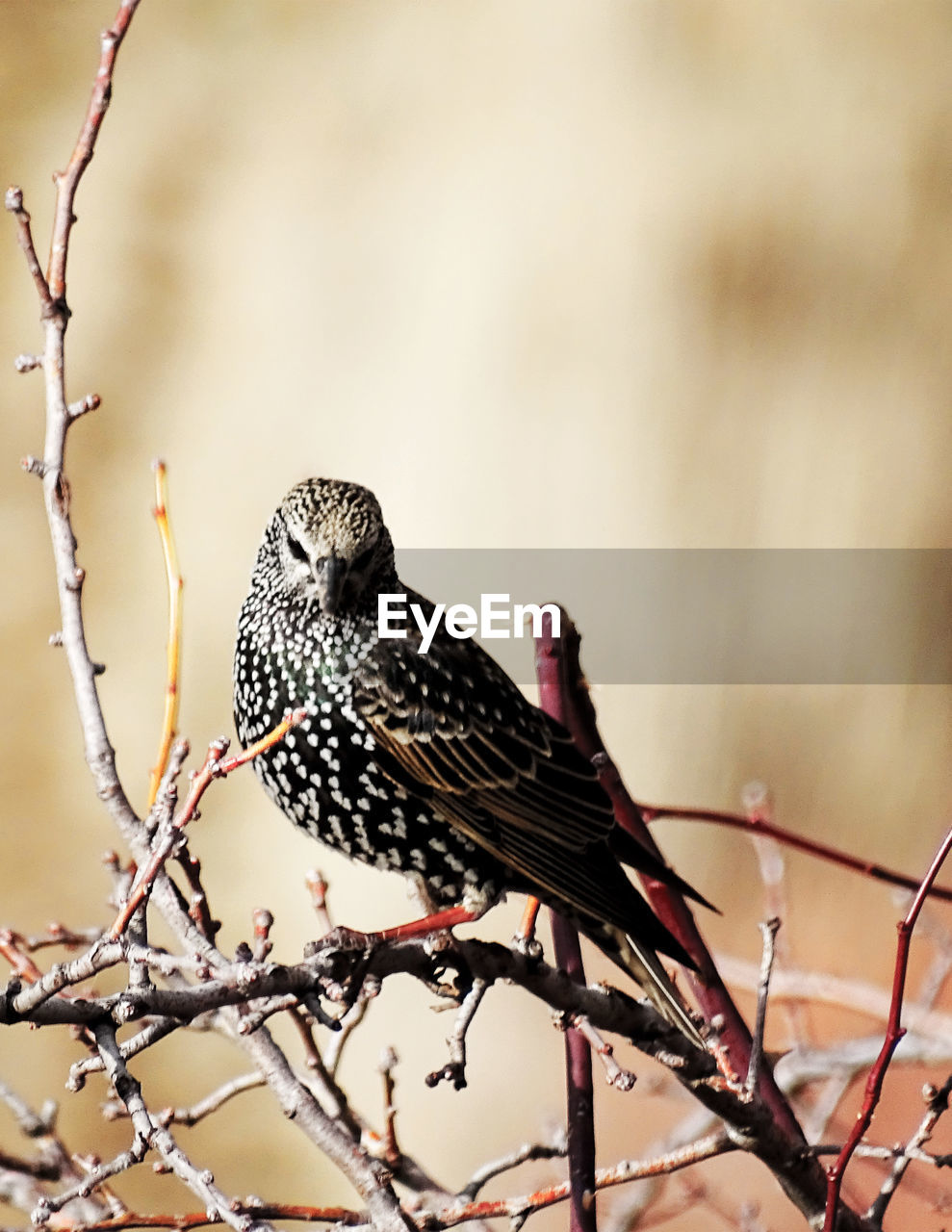 Starling perching on dried plants