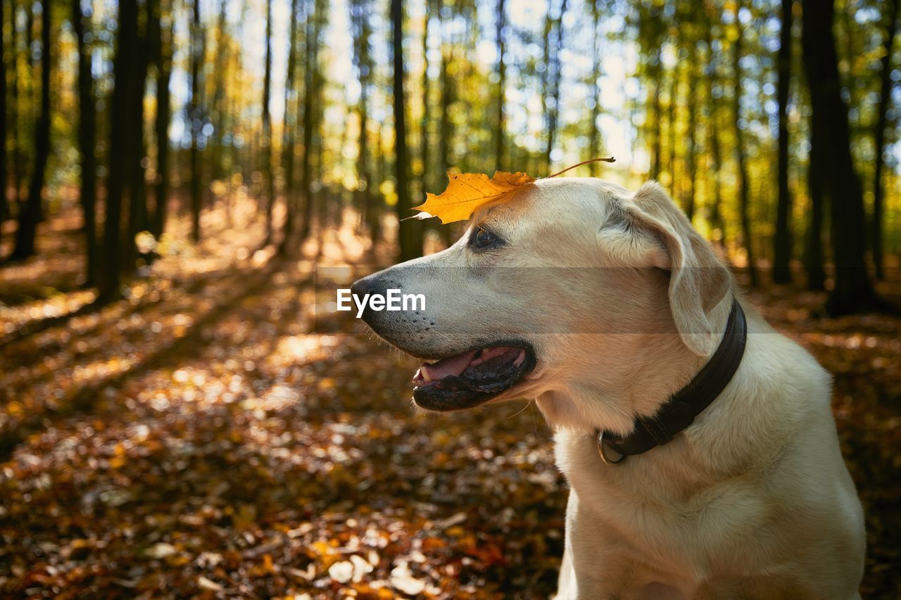 Happy dog in autumn forest. old labrador retriever wit yellow leaf on head.