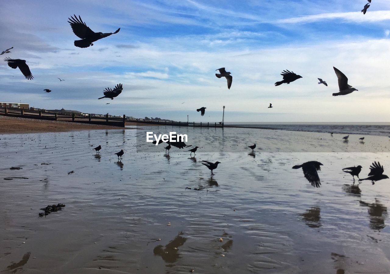 Seagulls flying over sea against cloudy sky