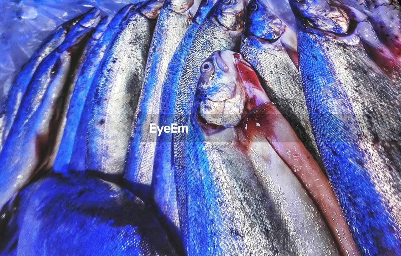 Close-up of fish at market