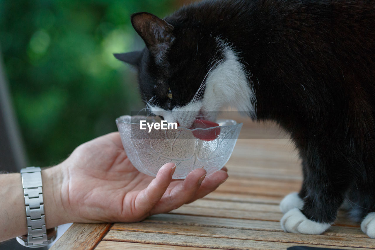 Cropped of man feeding cat in bowl on table