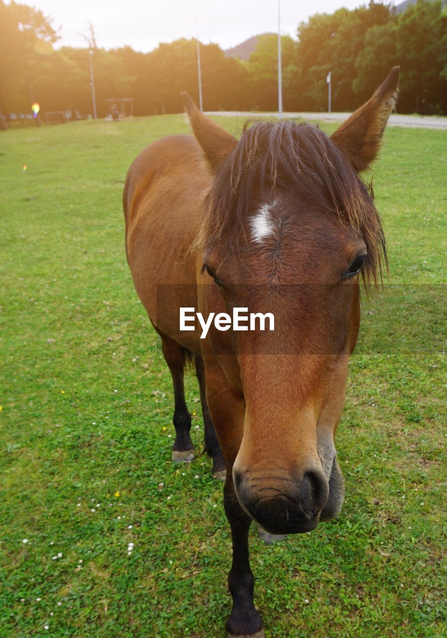 PORTRAIT OF A HORSE STANDING IN FIELD