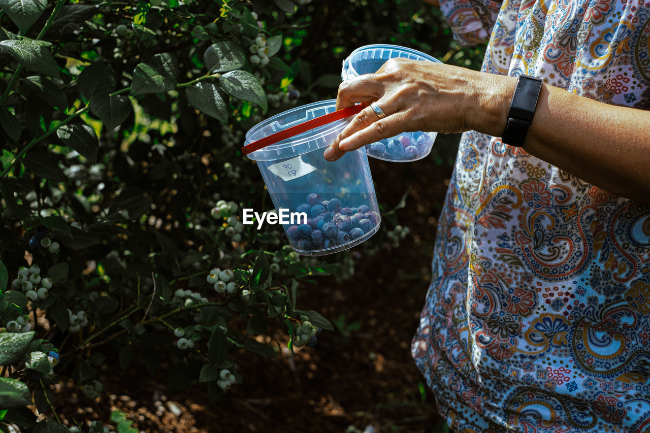 Hand holding plastic bucket with blueberries while harvesting