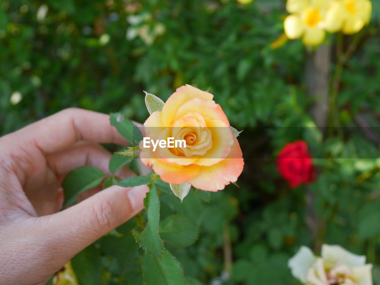 Close-up of hand holding rose bouquet