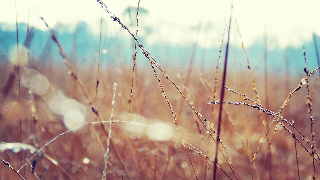 Grass in a forest