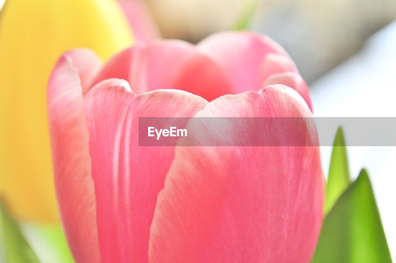 Close-up of pink tulip