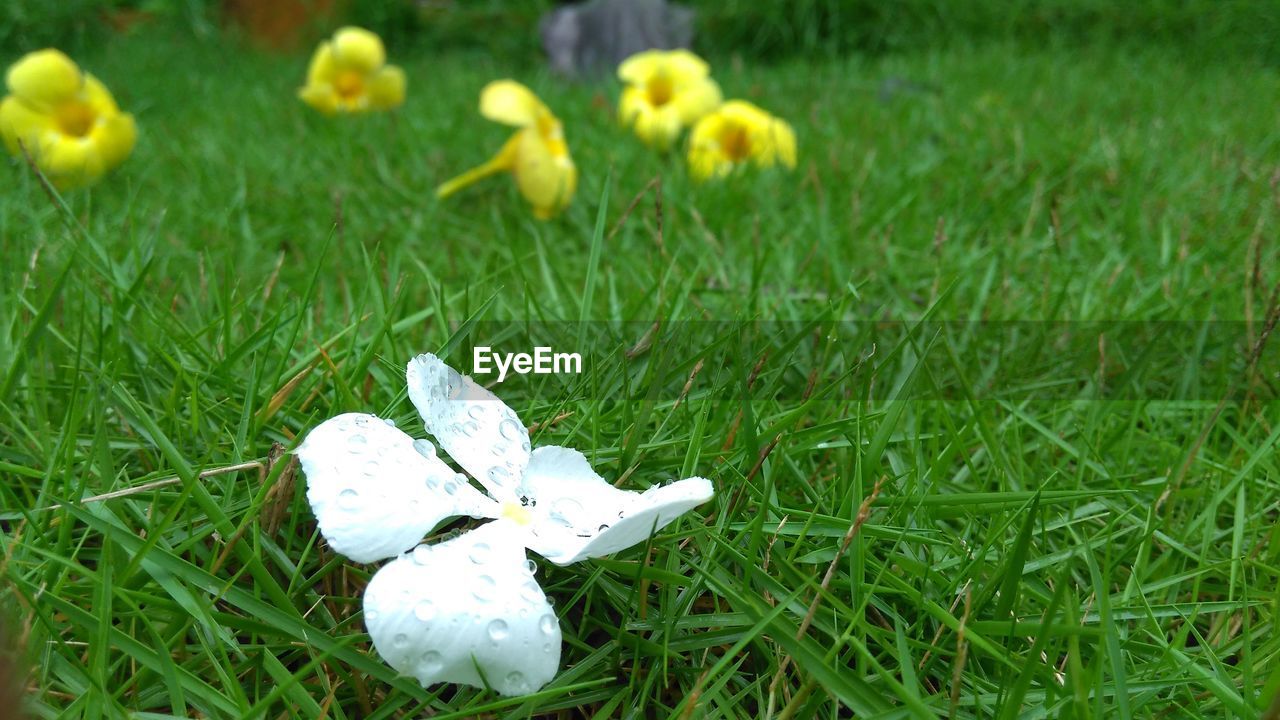 CLOSE-UP OF FLOWERS GROWING IN FIELD