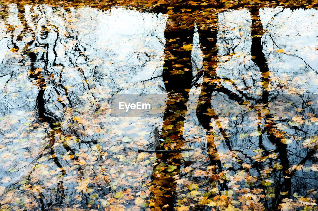 FULL FRAME SHOT OF TREE TRUNK WITH REFLECTION