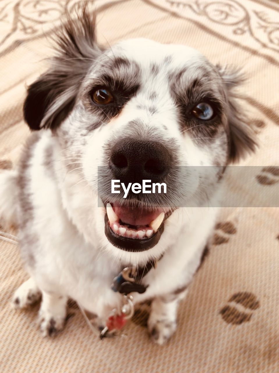 HIGH ANGLE PORTRAIT OF DOG ON TABLE