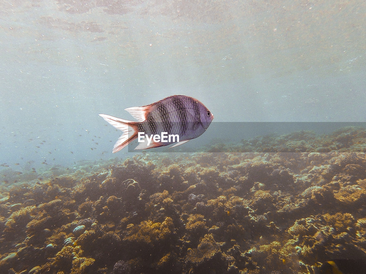 Fish swimming in sea