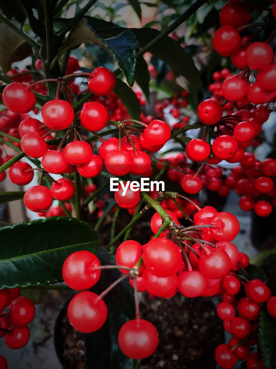 CLOSE-UP OF CHERRIES ON TREE