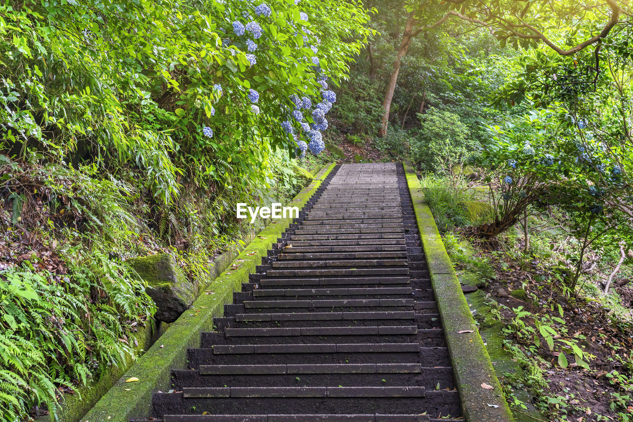 Hiking staircase in steep slope covered with moss and overlooked by hydrangeas flowers.