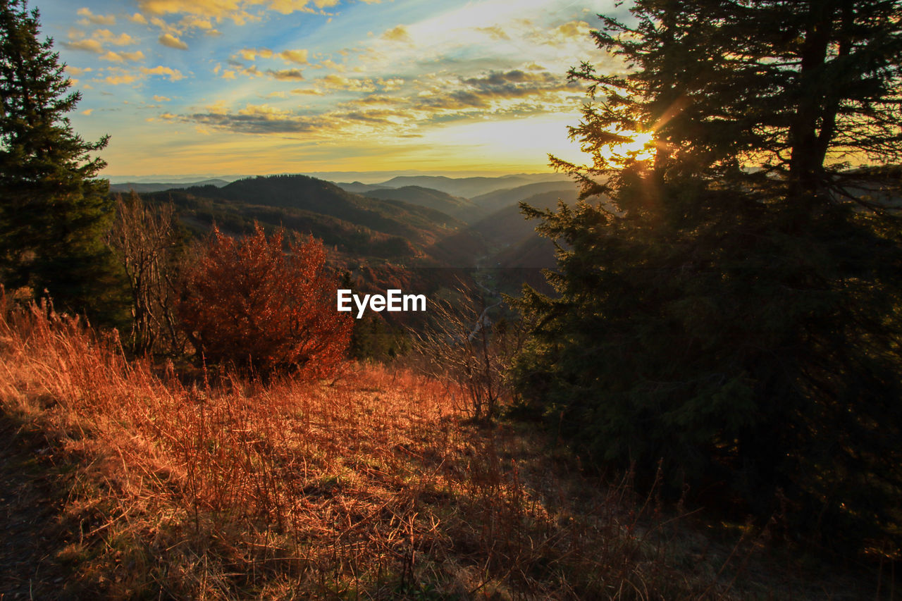 SCENIC VIEW OF FOREST AGAINST ORANGE SKY