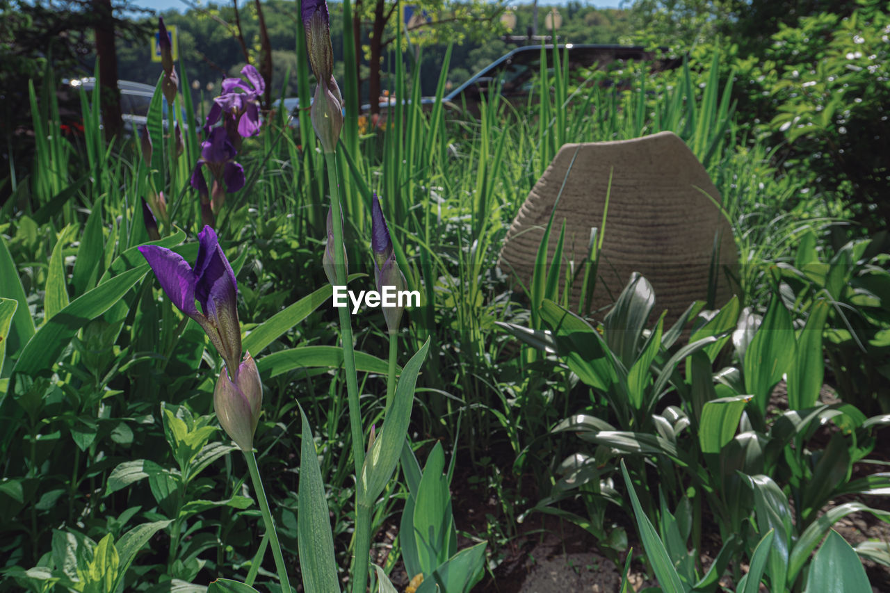 CLOSE-UP OF PURPLE CROCUS FLOWERS GROWING ON LAND