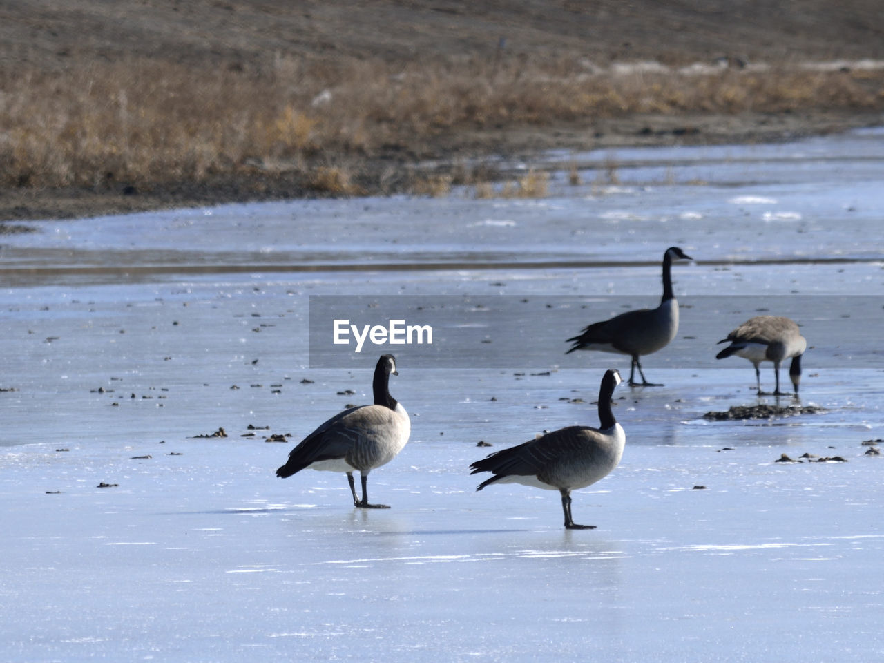 Canada geese perching on frozen lake