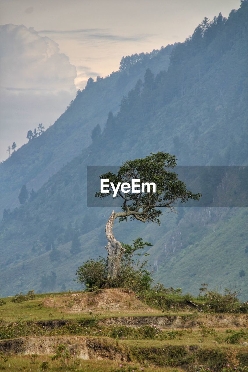 Tree on mountain against sky