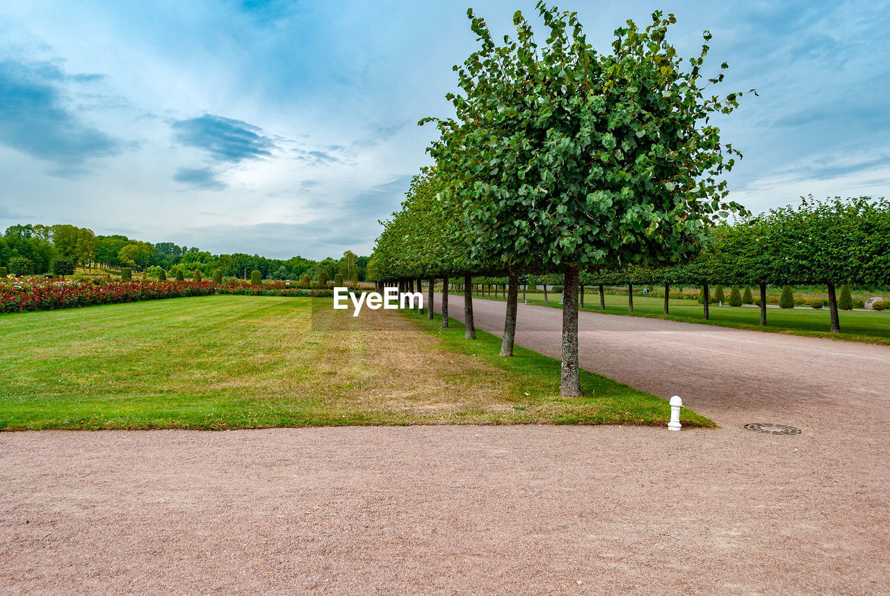 Trees growing on field against sky