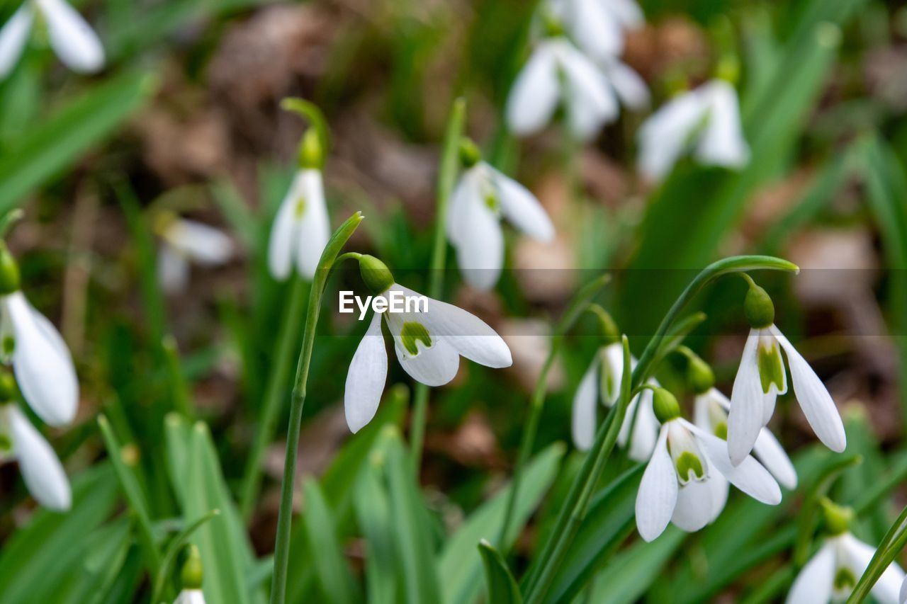 Close-up of white flowering plant