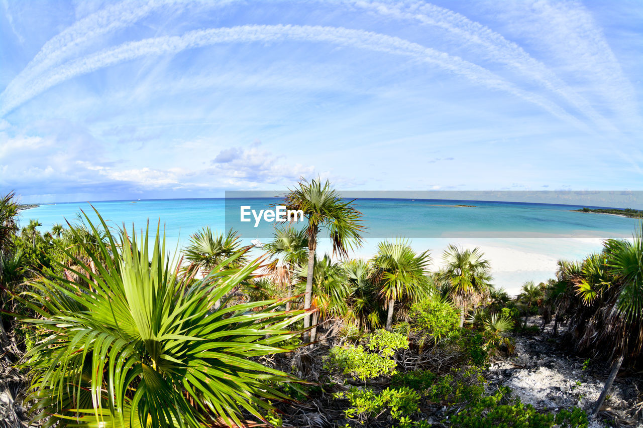 PALM TREE BY SEA AGAINST SKY