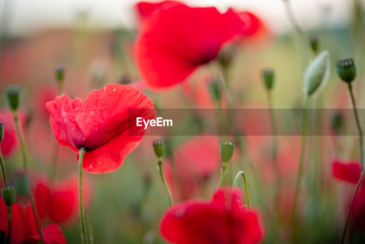 CLOSE-UP OF RED POPPY FLOWERS GROWING ON FIELD