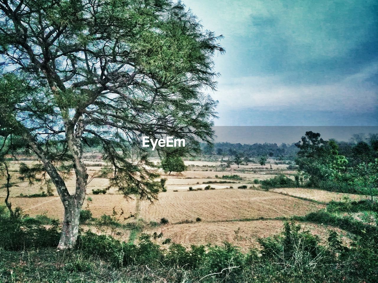 VIEW OF FIELD AGAINST SKY