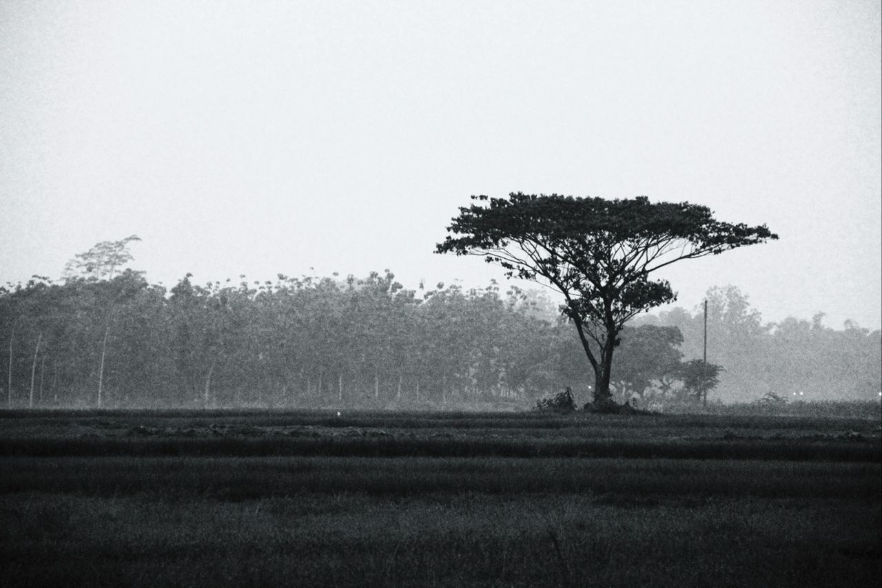 TREES ON FIELD IN FOGGY WEATHER