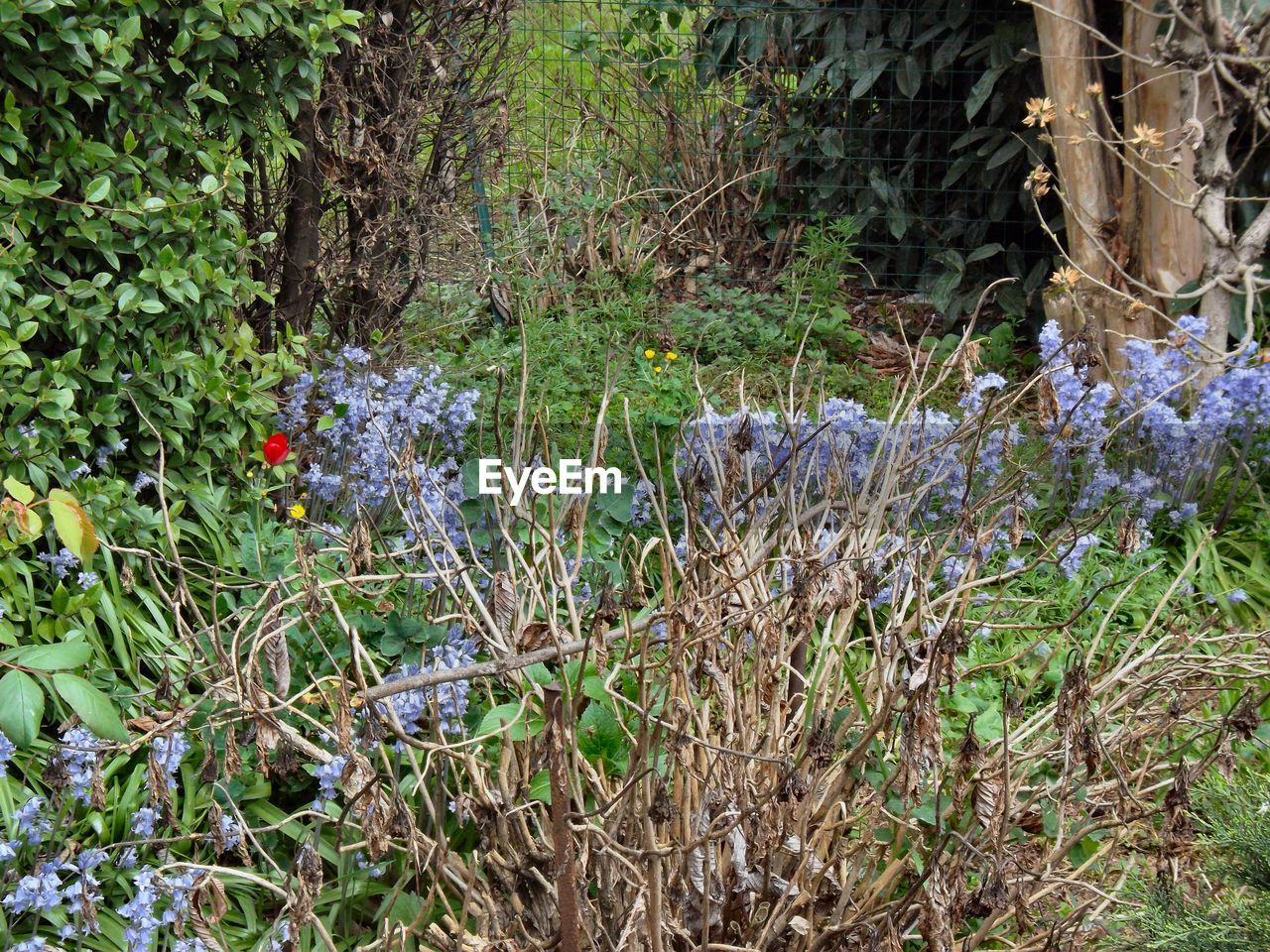 FLOWERS GROWING IN PARK