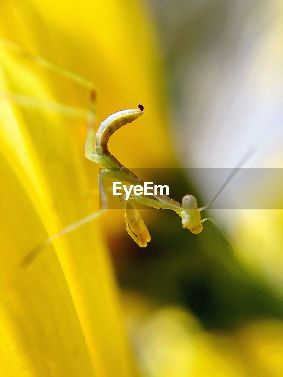 Close-up of praying mantis on yellow flower
