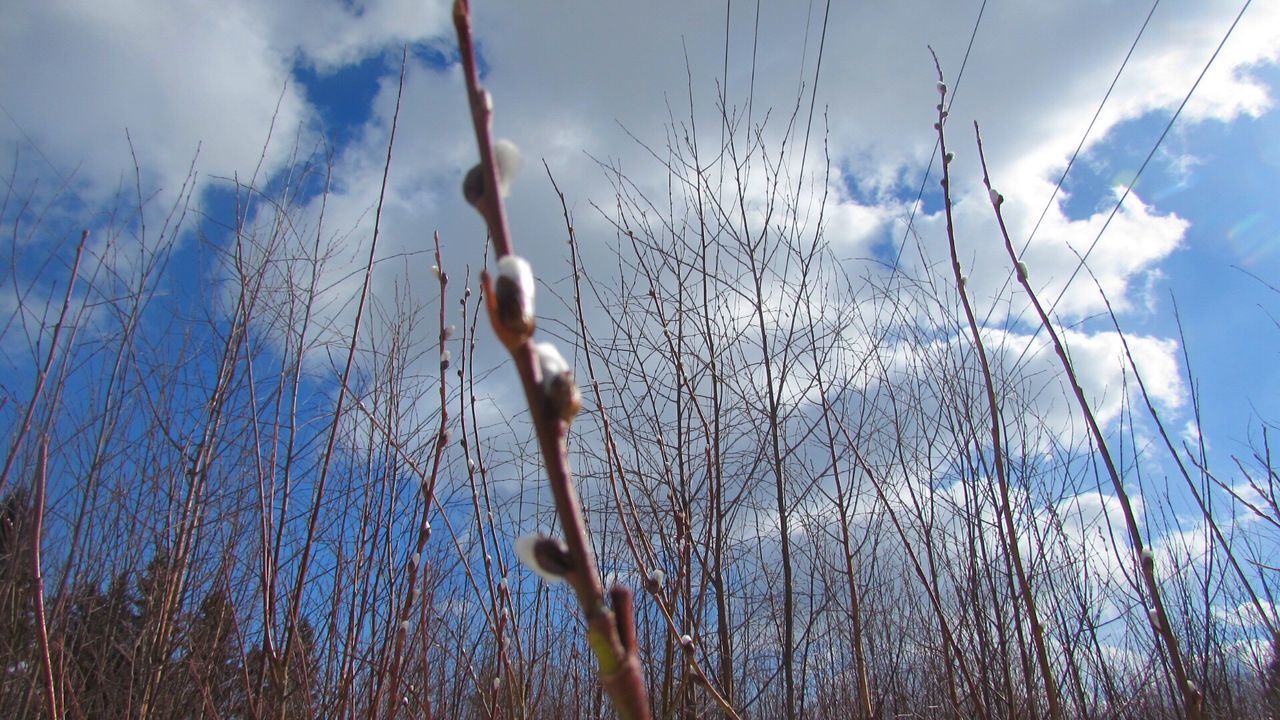 LOW ANGLE VIEW OF DEAD PLANTS AGAINST SKY