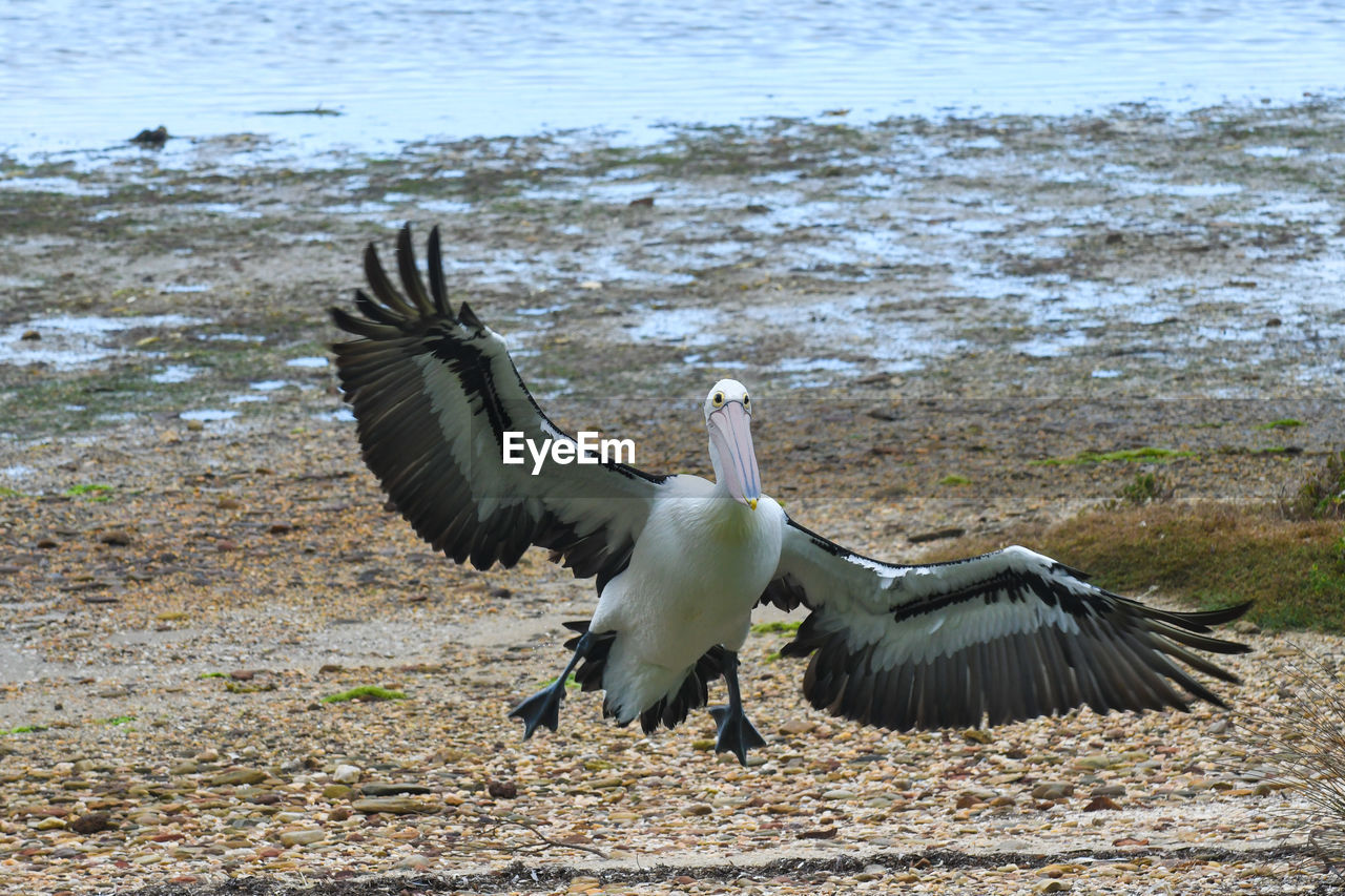 BIRD FLYING OVER THE BEACH