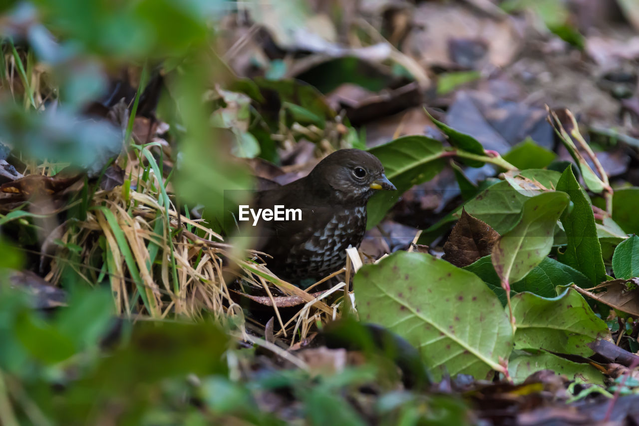 BIRD PERCHING ON LEAVES