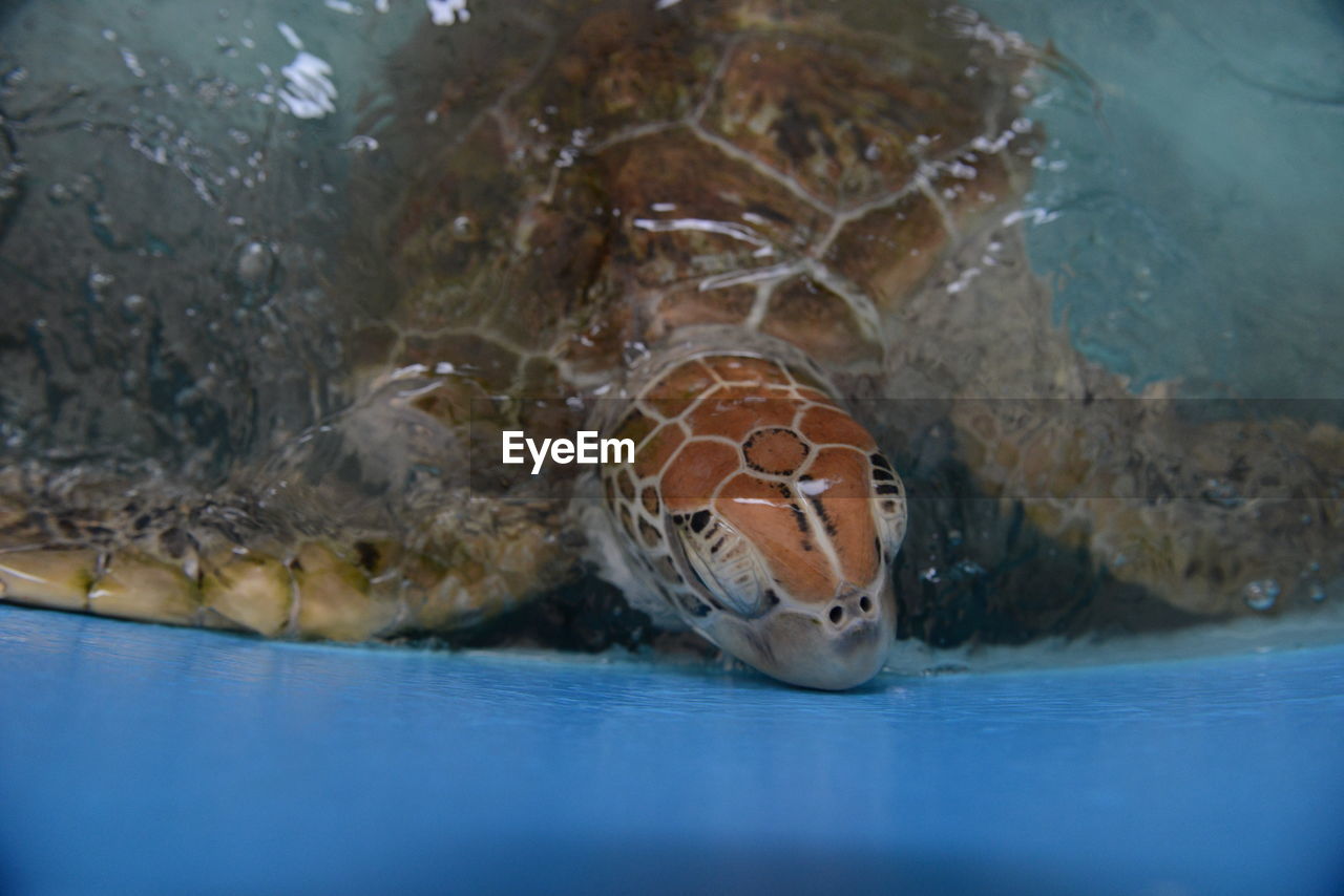 CLOSE-UP OF TURTLE UNDERWATER