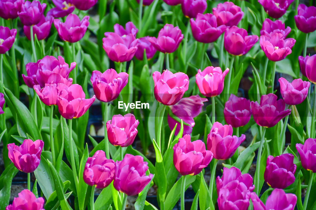 plant, flower, flowering plant, beauty in nature, freshness, tulip, pink, fragility, petal, growth, nature, close-up, inflorescence, green, flower head, plant part, leaf, full frame, no people, backgrounds, field, land, springtime, day, botany, high angle view, outdoors, purple, flowerbed, blossom, abundance