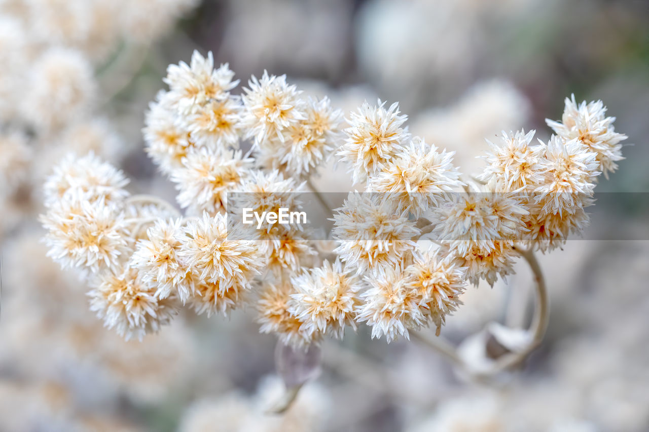 CLOSE-UP OF FLOWERING PLANT